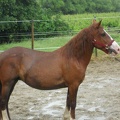 2012-06 Identification Mirabelle 092