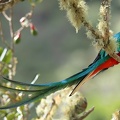quetzal crocetta1