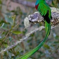 quetzal crocetta2