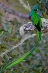 quetzal crocetta2