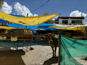 Vache himalayenne.png